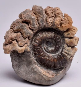 AMMONITE, TROPAEUM JACKII, WALSH RIVER, AUSTRALIA F42 - Bild 1 von 9
