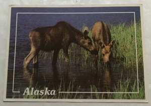 Moose Calves, Alaska. Postcard (N2) - Picture 1 of 2