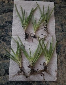 6 Live Plants Young Green Aloe Vera Green Rooted - Picture 1 of 24