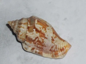 STROMBUS MUTABILIS WONDERFUL - Picture 1 of 2