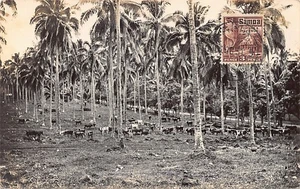Samoa - Palm groves and cattle - REAL PHOTO - Publ. Tatersall Studio - Picture 1 of 2
