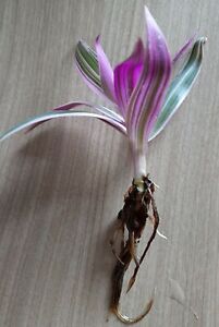 Tradescantia spathaceae `Tricolor` Purpurblättr. Dreimasterblume, Energiepflanze