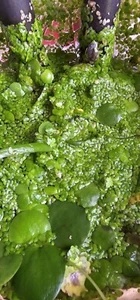 3000 + Big And Small DUCK WEED FLOATING PLANT GREAT FOR ECOSYSTEM TANK - Picture 1 of 3