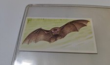 Brooke Bond A Journey Downstream #8 The Greater Horseshoe Bat Tea Card 