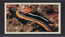 PYJAMA NUDIBRANCH - 35 + year old UK Tobacco Card # 8