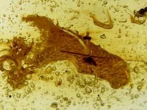 11 mm Dinosaurier Fleischstück - seltenes Eidechsenfossil, echter burmitischer Bernstein, 98myo - Bild 1 von 7