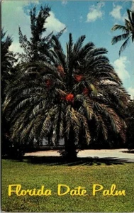 Vintage Postcard Florida Date Palm - Picture 1 of 2