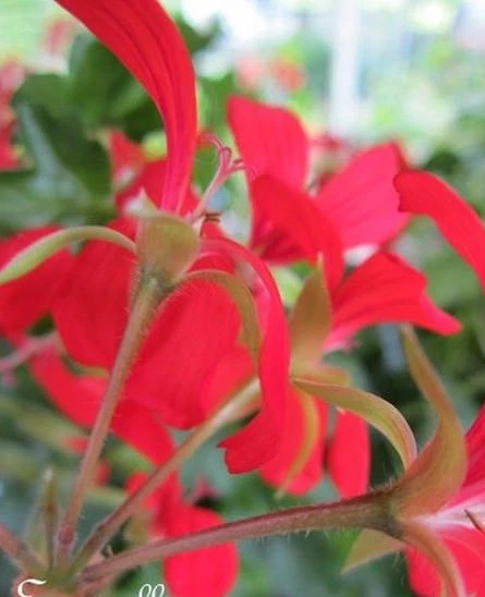 ♫ GERANIUM LIERRE 'Carminé' - Pelargonium ♫ Graines ♫ Ornement Intérieur Balcon  - Photo 1/1