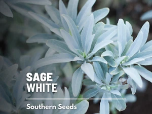 Sage, White - Heirloom Seeds - Smudging Sage - Ceremonial Cleansing Plan - Picture 1 of 11
