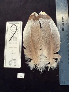 Kori Bustard feather pairs as see in pictures. - Picture 1 of 14