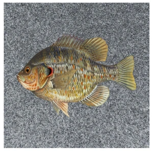 Shellcracker Redear Sunfish FISHING BASS BOAT CARPET DECALS GRAPHICS BONUS DECAL - Picture 1 of 5
