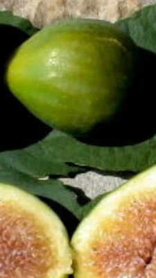 PIANTA DI FICO "GENTILE" IN VASO ANNI DUE (foto reali) var.bifera H 100/120 CM