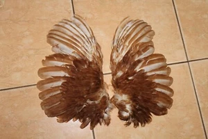 #0324 Domastic animal Chicken (Hen) Taxidermy WINGS with feathers - Picture 1 of 8