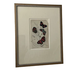 Antica rara incisione falena farfalla William Lizars, targa 1830-1840 piastra 20 - Foto 1 di 14