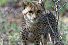 Motivleinwand Cheetah (junge Gepardin) 120x80cm -MLW_016