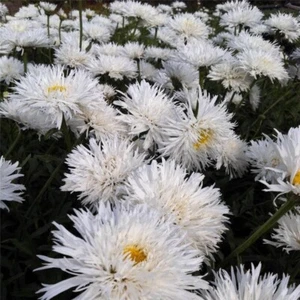 LEUCANTHEMUM x superbum 'Aglaia' - Hardy Perennial Plant - ex 9cm (P9) Pot - Picture 1 of 2