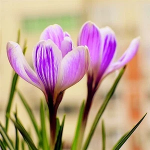 20 SEEDS Striped Purple CROCUS fragrant flower exotic garden plant USA Seller - Picture 1 of 3