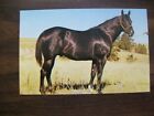 Vintage Post Card -Quarter Horse Moolah Bee Sweet Franklin Colorado - (341)