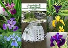 Lincolnshire Pond Plant - Garden Plants - Iris - 6 Selected Iris for Ponds & ...