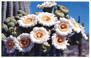 Saguaro Cactus Flower in Springtime Arizona State Flower Postcard - Picture 1 of 2