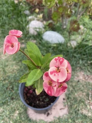 Light Pink Sweet Love Thai Crown of Thorns (Euphorbia milii) In 4” Pot 12”+ - Image 1 of 4