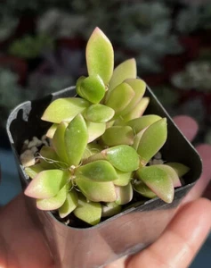 2” Anacampseros Telephiastrum Variegated 'Sunrise' Succulent - Picture 1 of 5