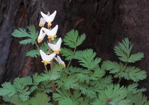 20 Dutchman Breeches bulbs, herbaceous perennials, pantaloons - Picture 1 of 2