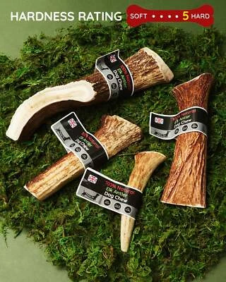 FLOPPY EAR Elk Antler Dog Chew - Very Long Lasting Full of Minerals 100% Natural Dog Chew