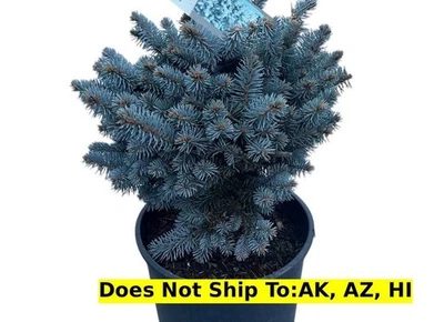 Dwarf Globe Blue Spruce in 1 Gal Pot Outdoor Evergreen Deer Resistant Tree - Image 1 of 3