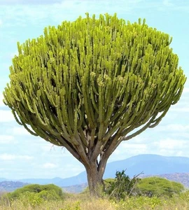 SELTENER EUPHORBIA INGENS CANDELABRUM exotischer Kaktus Kandelaberbaumsamen 5 Samen - Bild 1 von 3