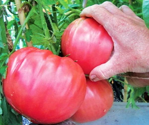 300 Seeds Tomato BRANDYWINE PINK HEIRLOOM vegetable garden GIANT 800g VEG FRUIT - Picture 1 of 3