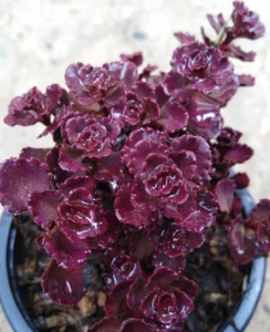 100 Semillas de Sedum sangre de dragón rojo - Sedum spurium ideal para rocalla - Bild 1 von 1
