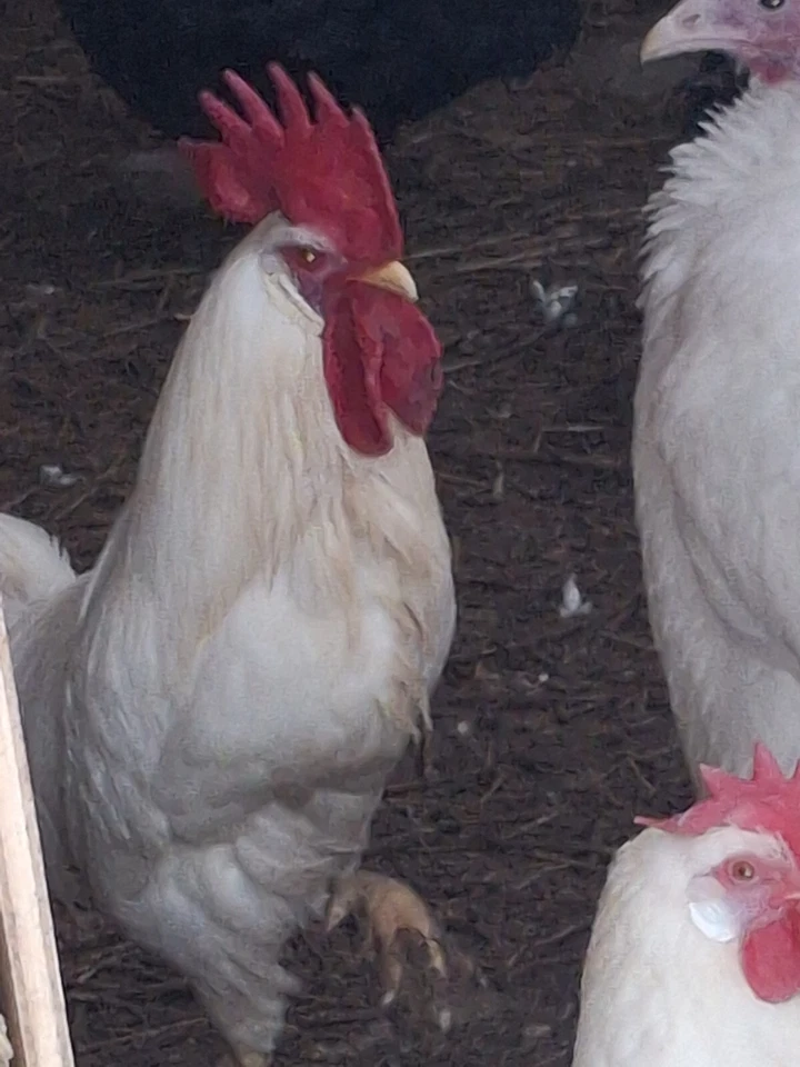 6 Fertile White Leghorns Hatching Eggs-NPIP-Fresh-Top Laying Breed- Ships Fast - Image 1 of 4