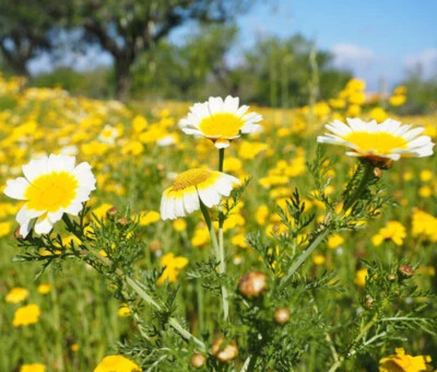 Garland Daisy Mix Seeds, Chrysanthemum, Crown Daisy, FREE SHIPPING - Image 1 of 2