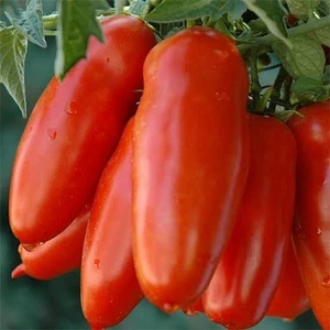 Tomato San Marzano - Heirloom- 20 seeds - Picture 1 of 2