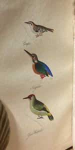 1835 Feathered Tribes Birds British Islands Robert Mudie Hand-Colored Plates - Bild 1 von 16