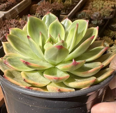 Suculentas importadas planta viva planta de decoración del hogar rara succ Echeveria Agavoides 6" Foto 1 de 2
