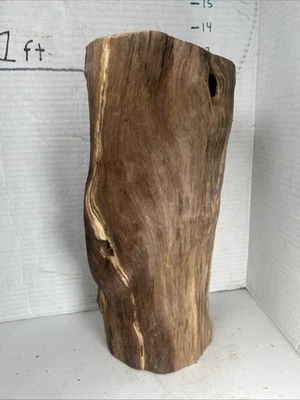 Centro de mesa de taxidermia decoración playa terrario acuario hueco madera a la deriva Foto 1 de 4