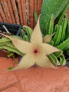 Starfish Stapelia Gigantea Plant - Zulu Giant Succulent - Cactus LIVE PLANT - Picture 1 of 5