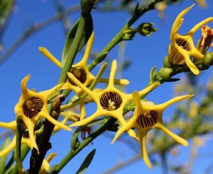 Anthocercis ilicifolia x 50 seeds. Yellow Tailflower. - Picture 1 of 3