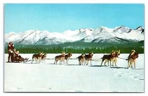 Husky Dog Team Northern Alaska Postcard - Picture 1 of 2