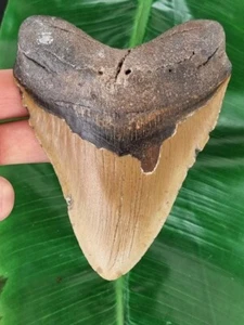 13,3 cm großer brauner Zahn des Megalodon - Hai Haizahn Fossil - Bild 1 von 7