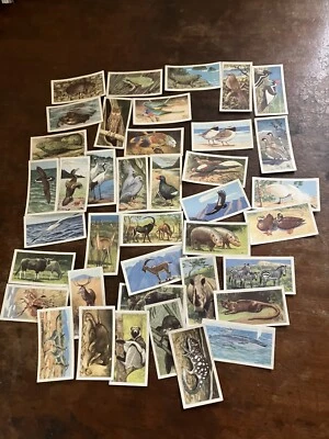 Brooke Bond - Wildlife In Danger. (1962) Part Set 39/50 Seychelles Owl - Image 1 of 2