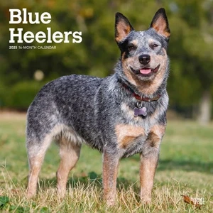 Blue Healers 2025 Wall Calendar 12" - Picture 1 of 2