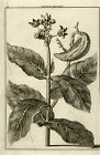 Antique Print-Natural history-Depiction of the Zja-Raek plant-De Bruyn-1711