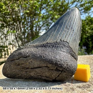 Authentic carcharodon megalodon fossil shark tooth c grade - miocene era | - Picture 1 of 1