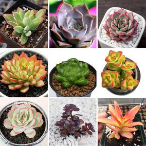 100 piezas semillas de suculentas transparentes planta en maceta bonsái decoración de jardín para el hogar - Imagen 1 de 12