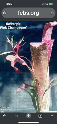 Bromeliad  Billbergia Pink Champagne   Half Mature With  Offset Plant  Rare ! - Image 1 of 4