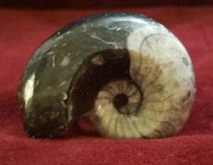 Genuine Polished Goniatite Ammonite Fossil  - Picture 1 of 3