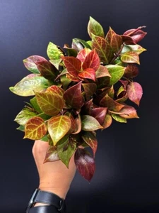 HOYA Sunrise 🌅 | Sun-Stressed 🔥 | 100mm Pot + Saucer (#0073) - Picture 1 of 9